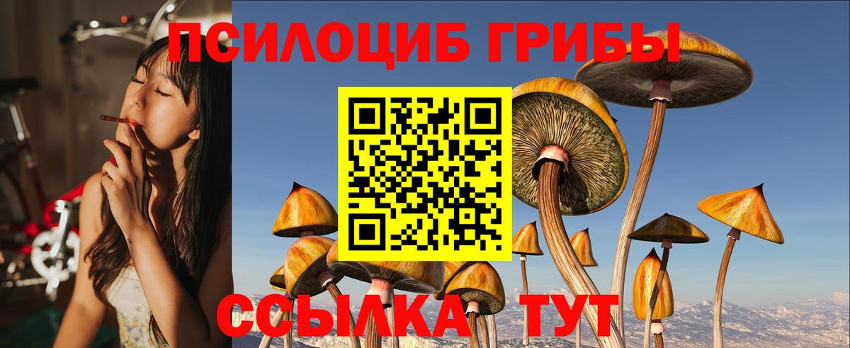 Галлюциногенные грибы Psilocybe Котовск